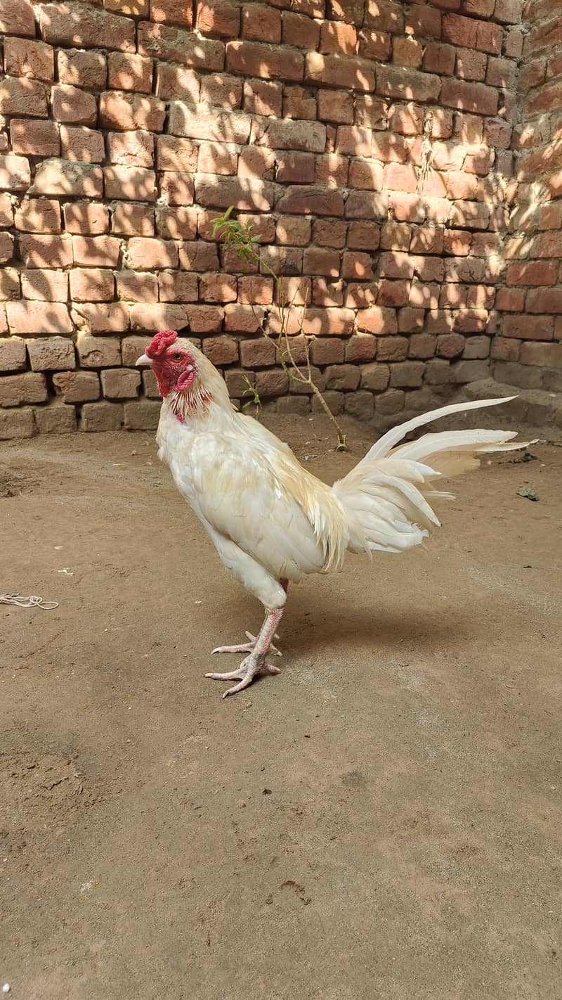 aseel Heera zero size 2