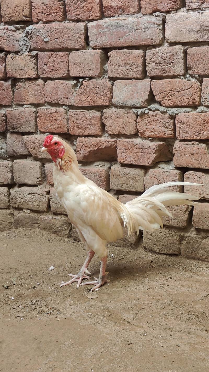 aseel Heera zero size 4