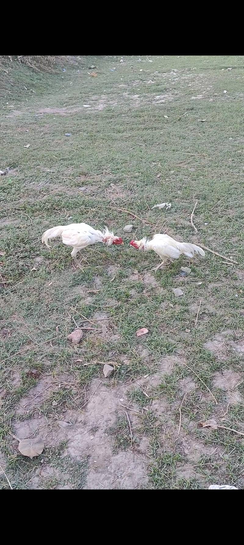 aseel Heera zero size 6