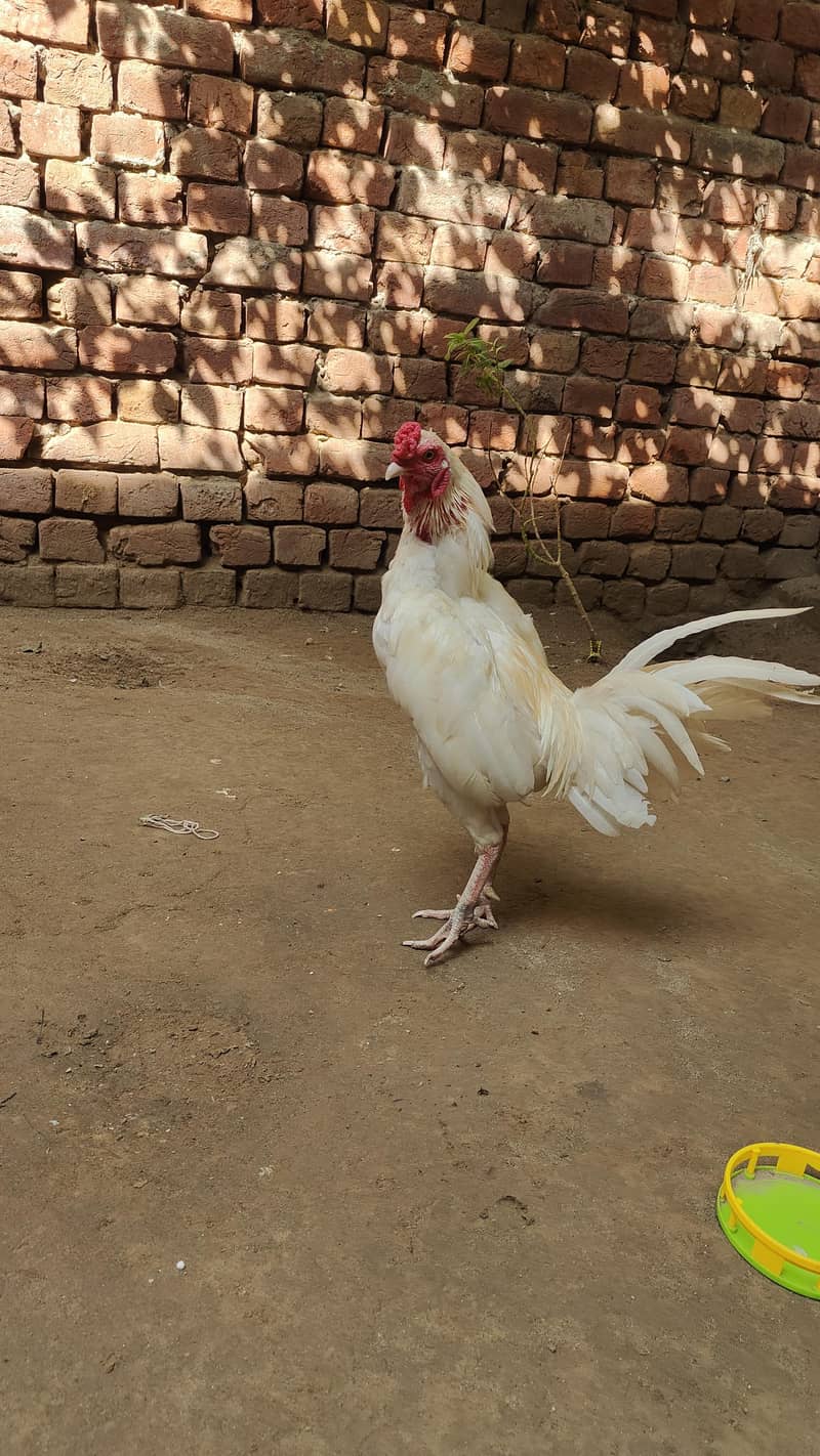 aseel Heera zero size 7