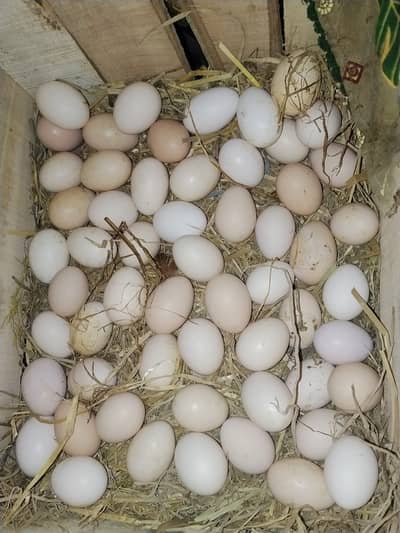 Golden Misri || Desi hens Eggs || Golden Misri Anday || Eggs For Sale