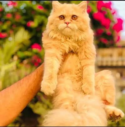 purshion cat thripl cot 03205050340