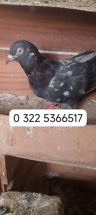 best kaboter for sale