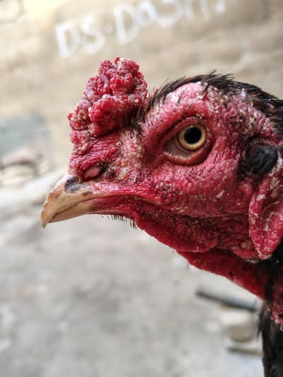 Aseel Sindhi Breed Hen For Sale