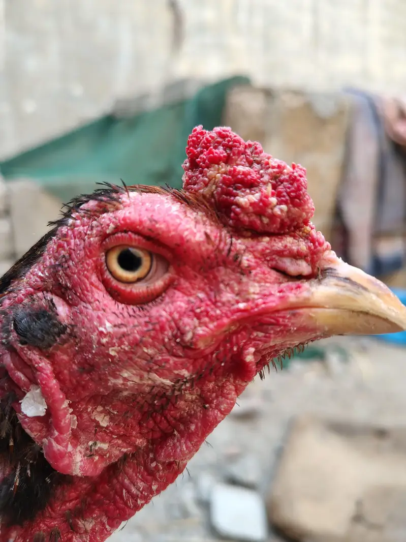 Aseel Sindhi Breed Hen For Sale — photo 2