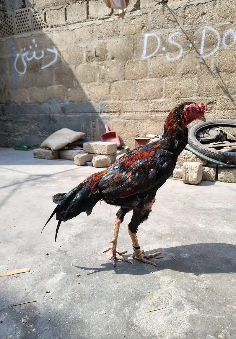 Aseel Sindhi Breed Hen For Sale — photo 3