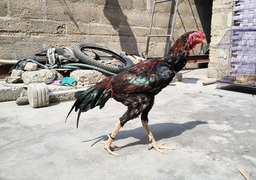 Aseel Sindhi Breed Hen For Sale — photo 4