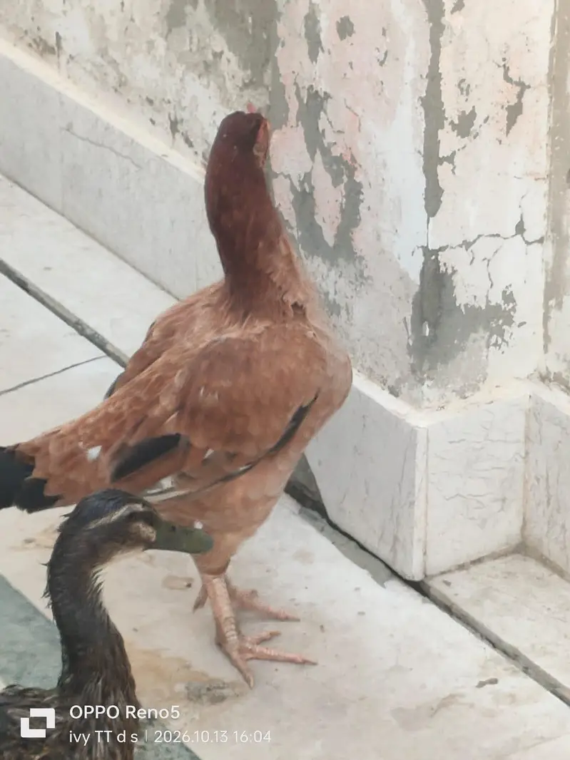 Desi Aseel Breed Murghi bama Pathay Pathi Aseel Cross — photo 7
