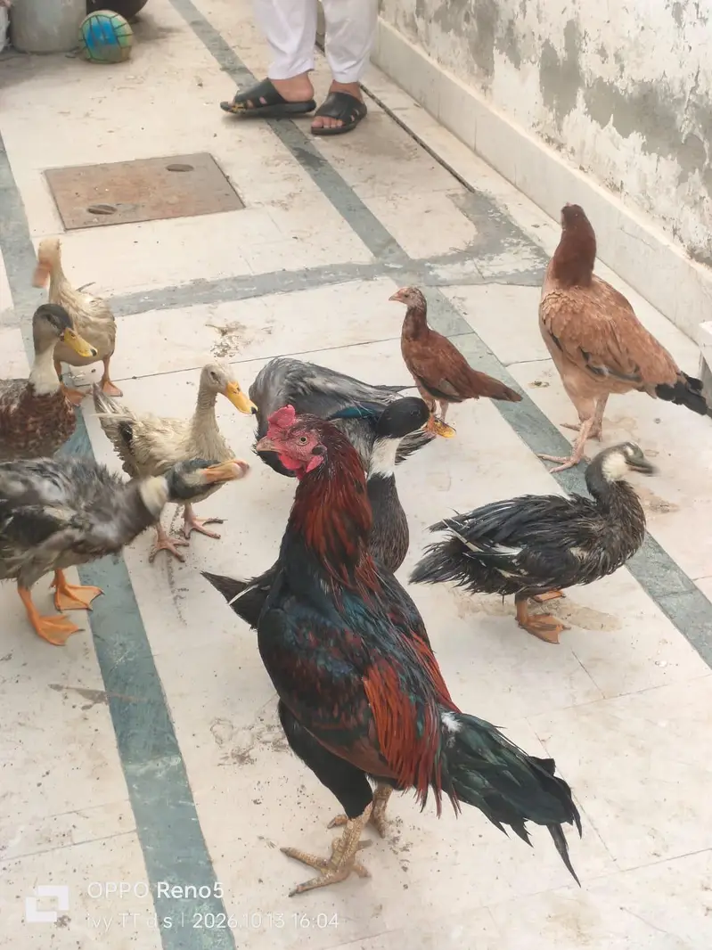 Desi Aseel Breed Murghi bama Pathay Pathi Aseel Cross — photo 8
