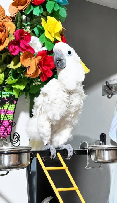 white cockatoo for sale