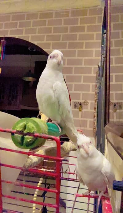 Talking Cockatiel Pair