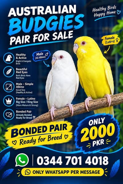 Red Eyes Budgies Pair for Sale