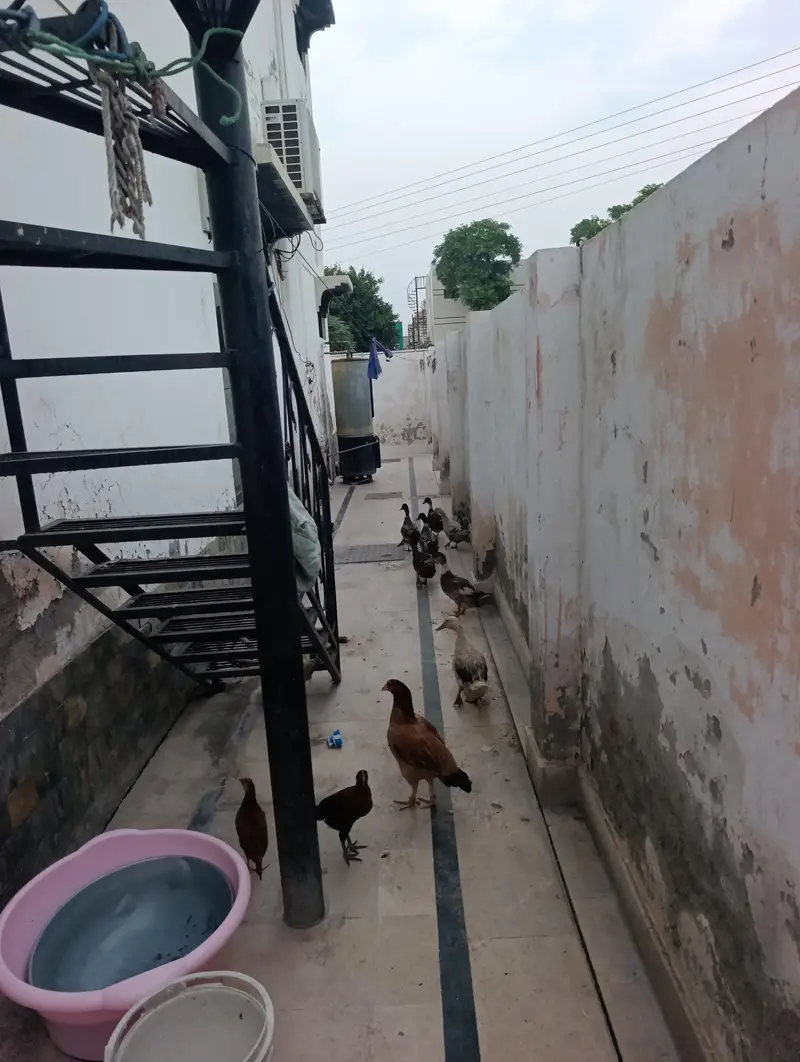 Desi Aseel Breed Murghi bama Pathay Pathi Aseel Cross — photo 10
