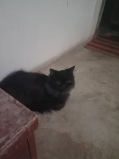 black cat