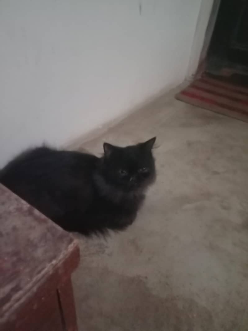 black cat 0
