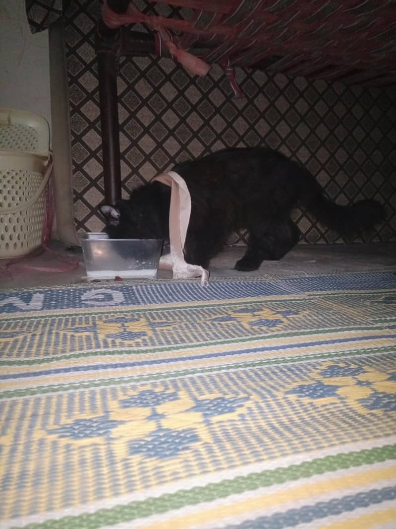 black cat 1
