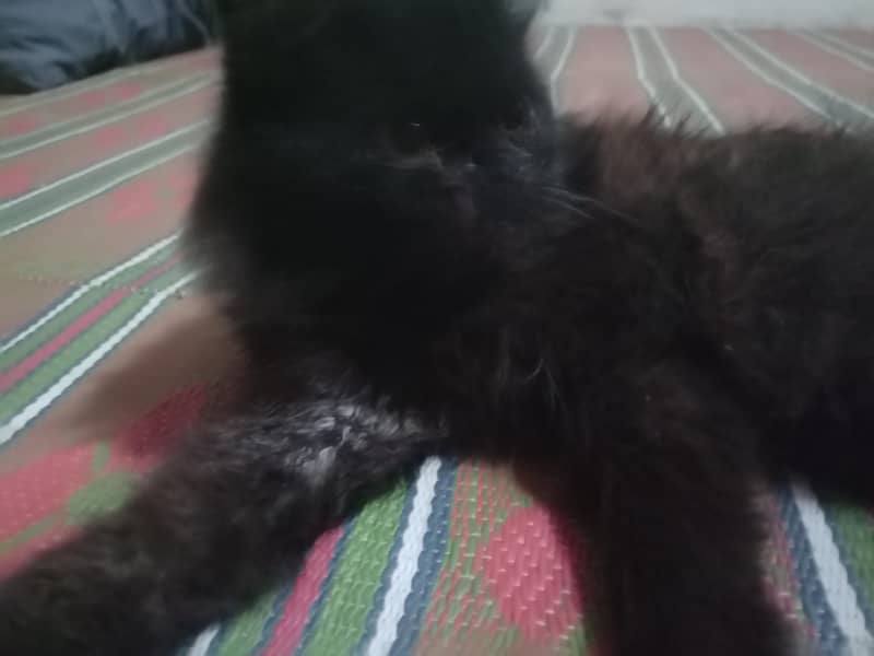 black cat 2