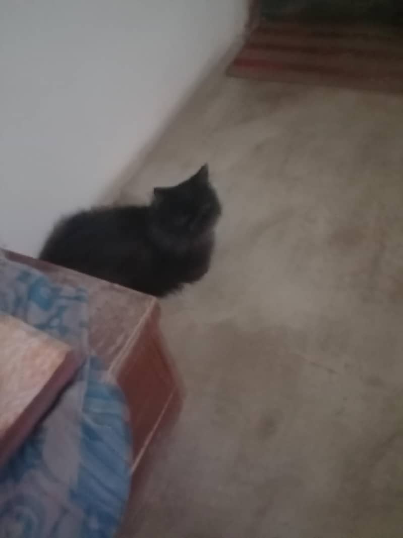 black cat 3