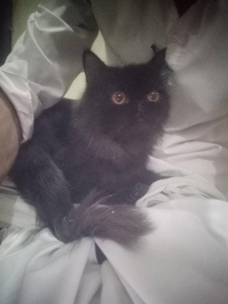 black cat 4