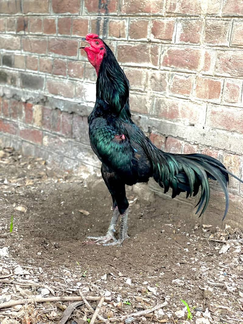 pakoye Breed 0