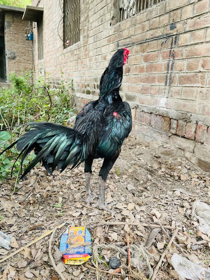 pakoye Breed 1