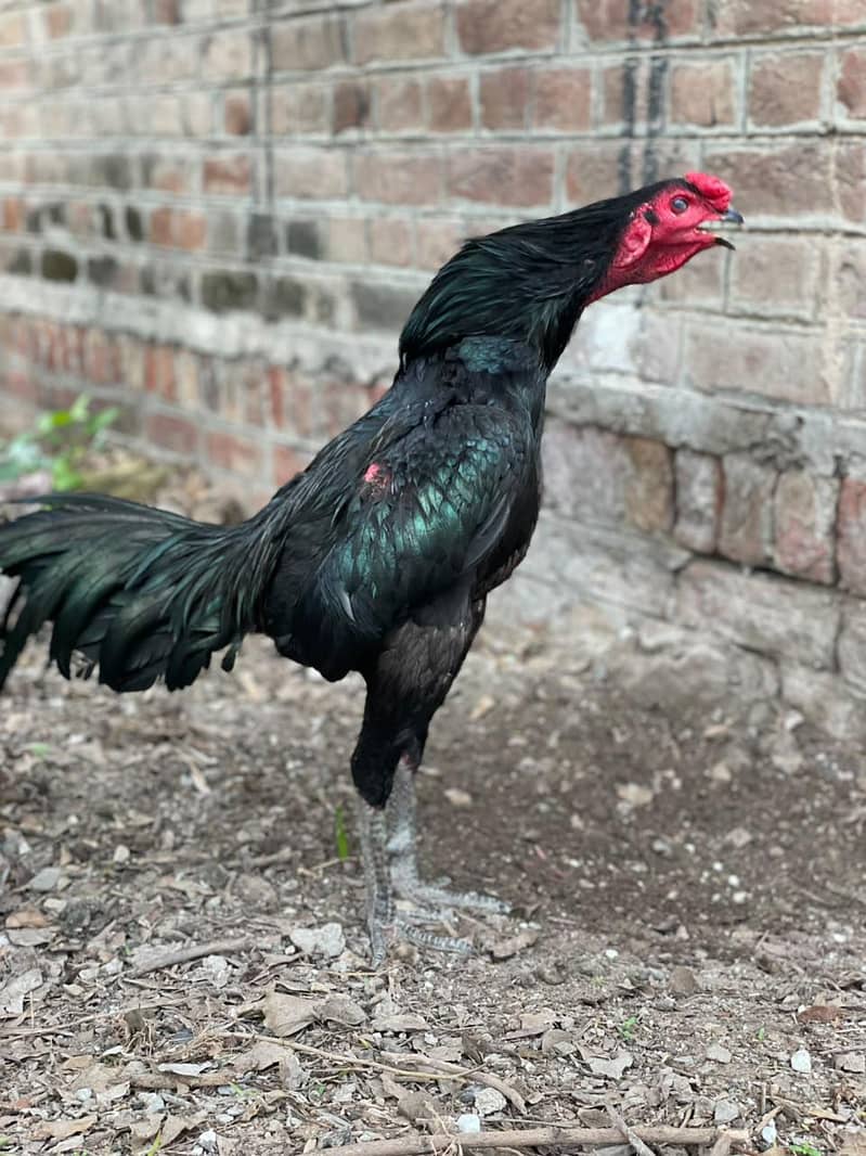 pakoye Breed 2