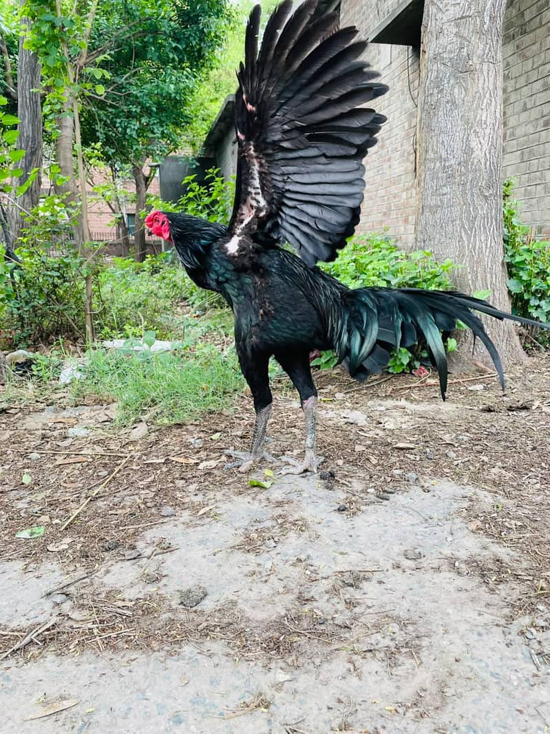 pakoye Breed 3