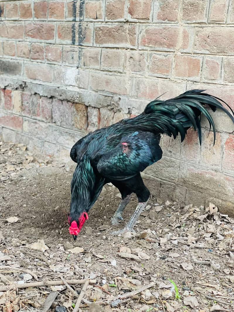 pakoye Breed 4