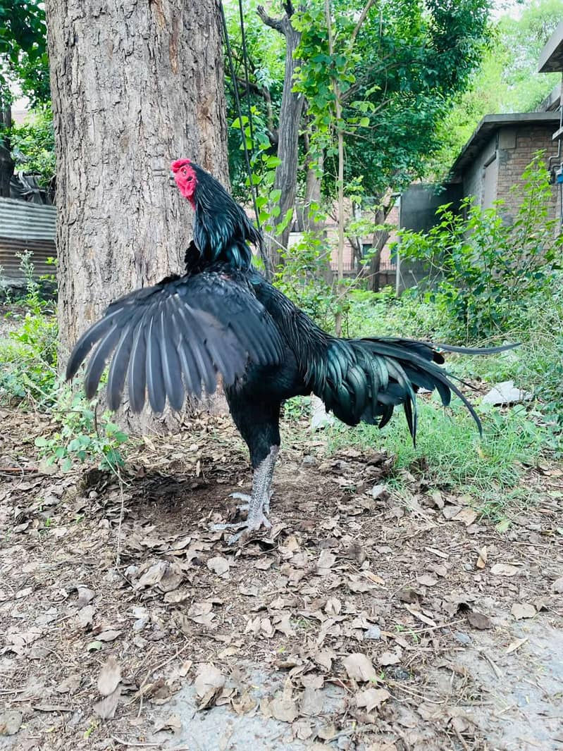 pakoye Breed 5