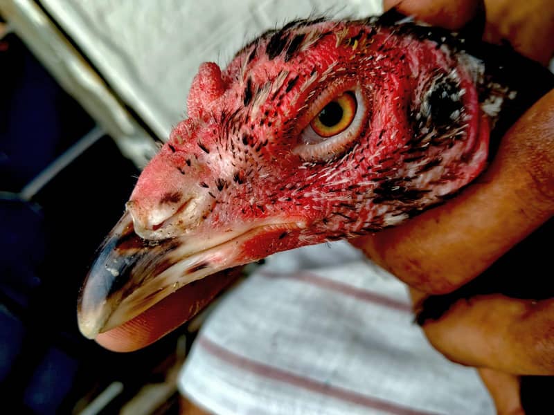 pakoye Breed 6