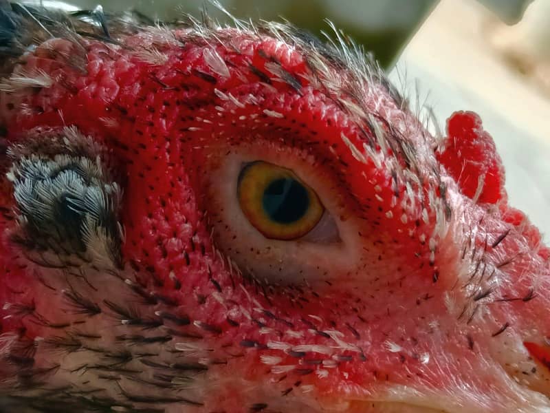pakoye Breed 7