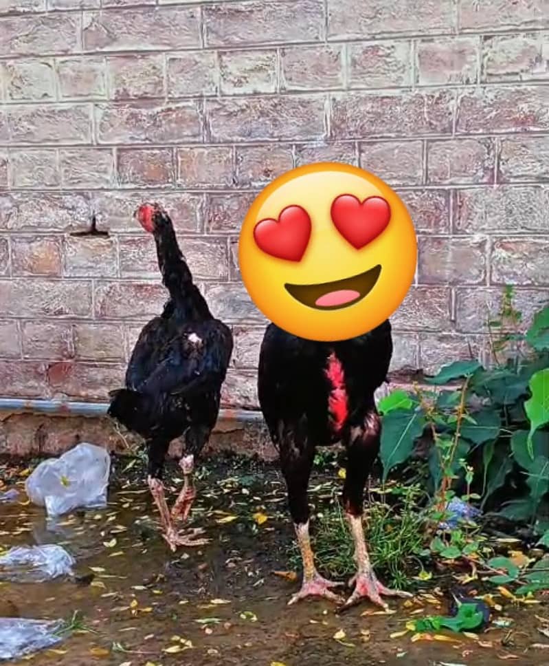 pakoye Breed 8