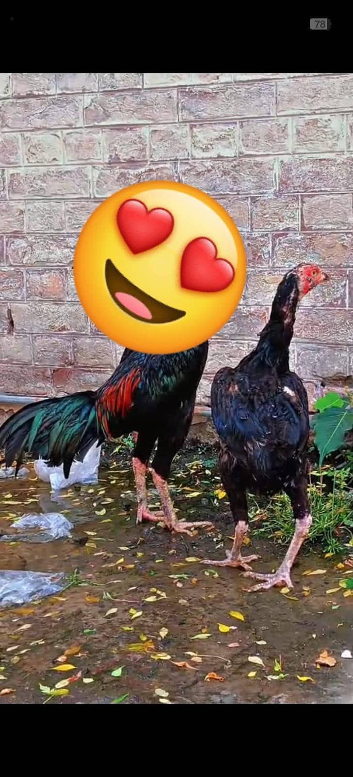 pakoye Breed 9