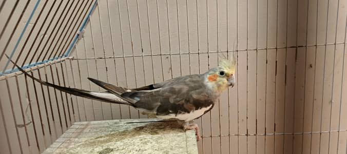 2 Piece Cocktails for Sale