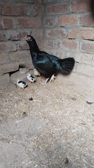 Full Black Aseel Hen With 4 Quality Chicks | Beautiful Aseel Breed