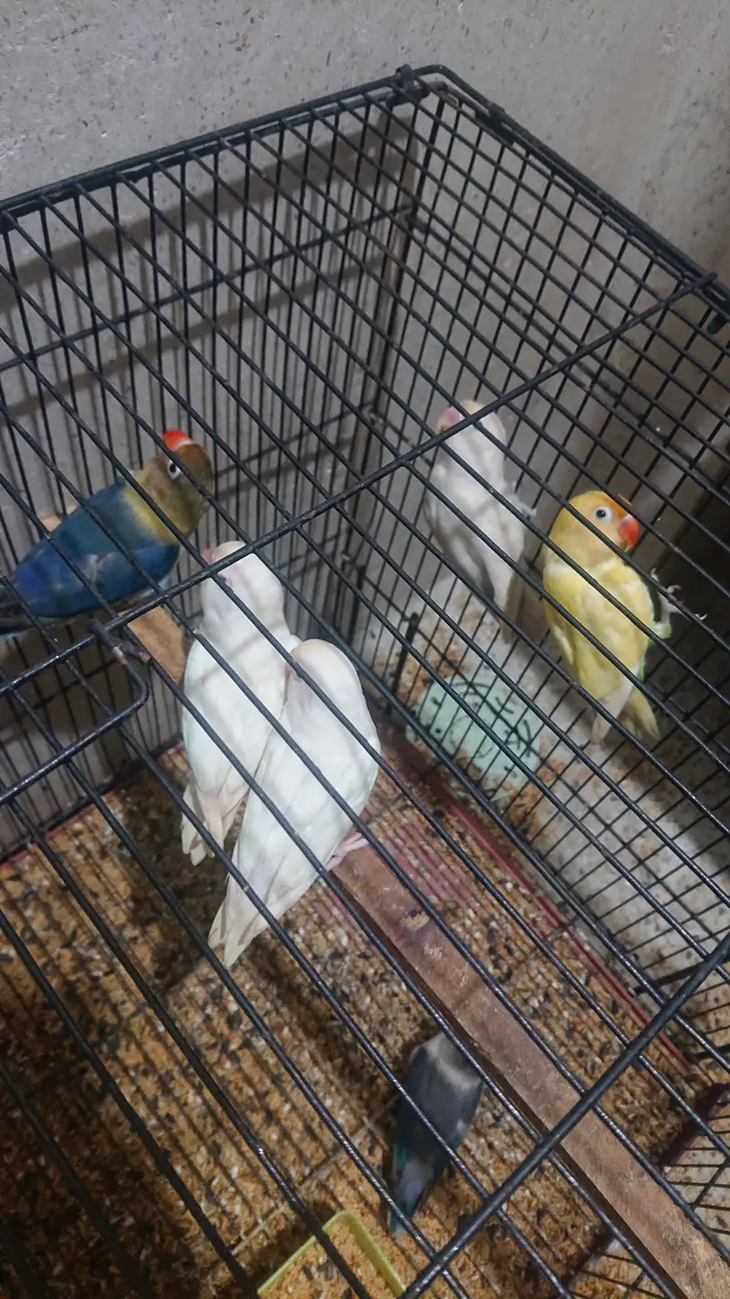 Lovebirds — photo 2