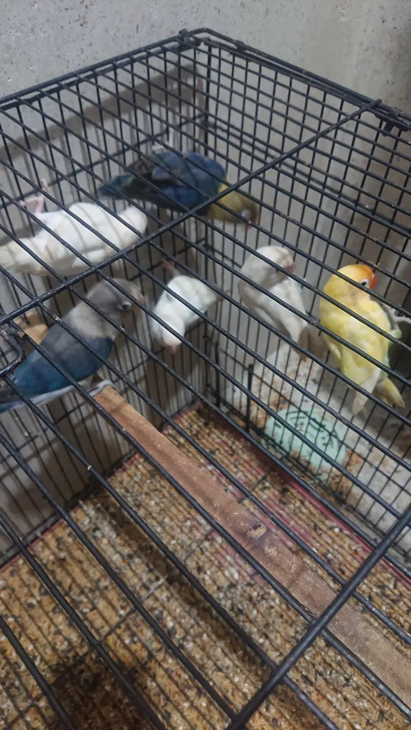 Lovebirds — photo 3