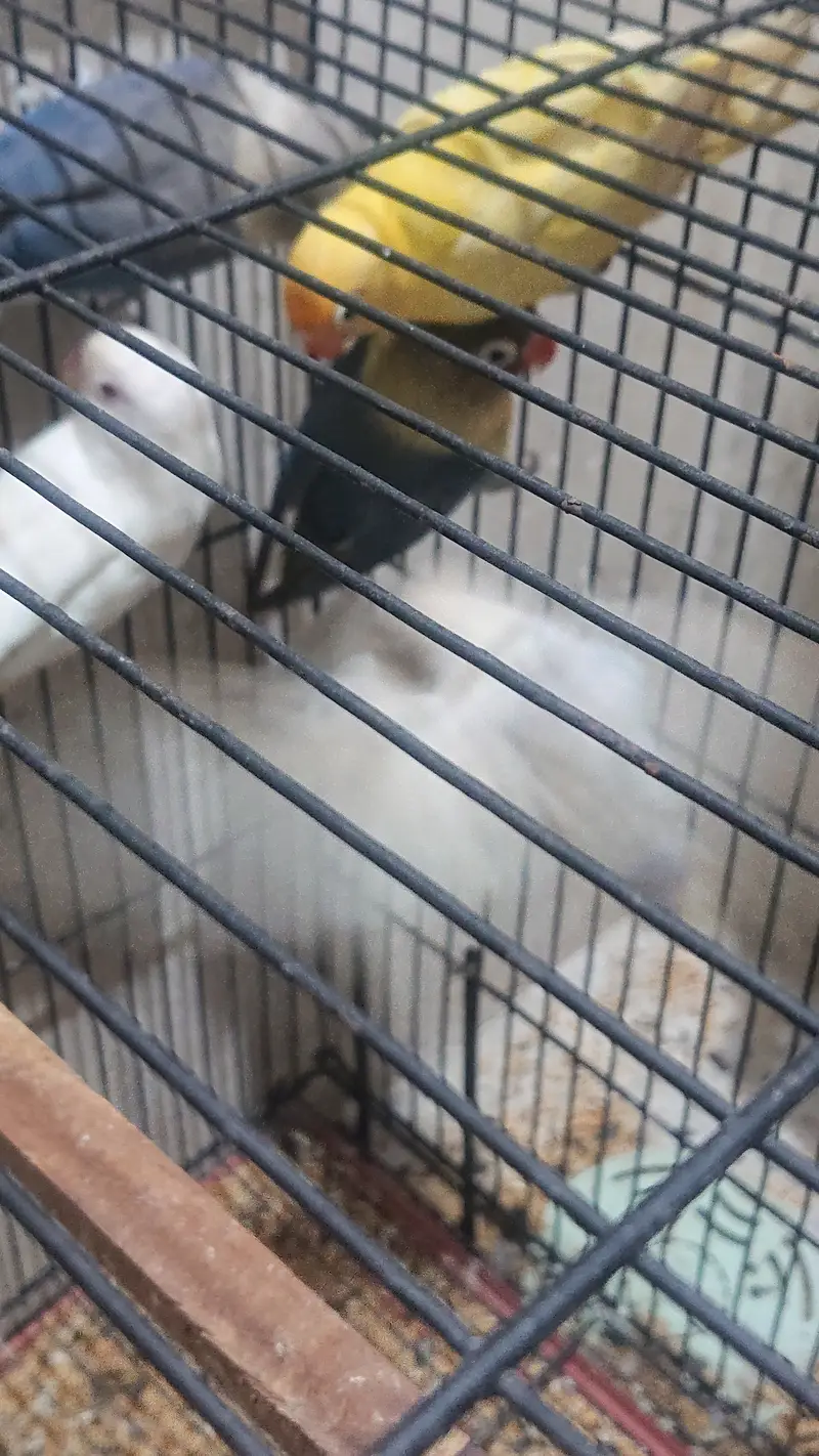 Lovebirds — photo 4