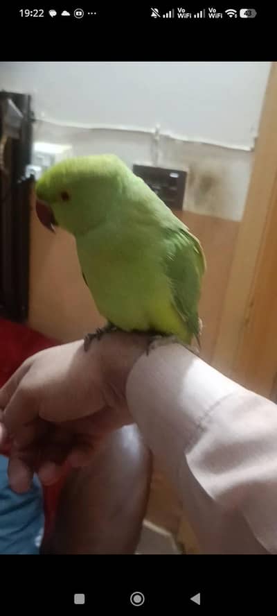 Green Talking parrot
