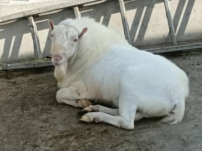 Bakra for sale