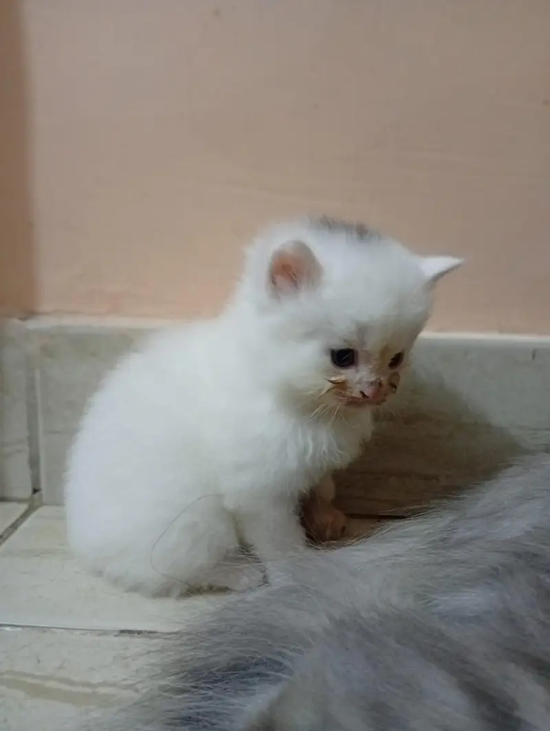 Persian kittens whatapp//0320 //7093//727 — photo 2