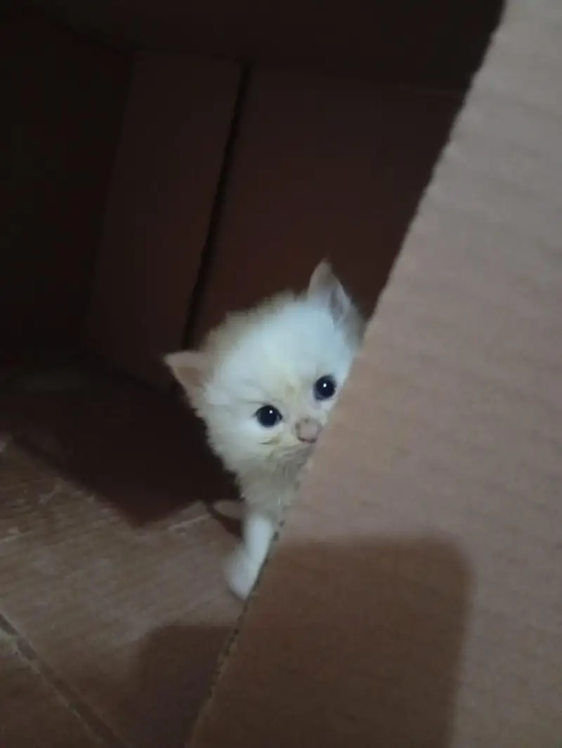 Persian kittens whatapp//0320 //7093//727 — photo 3