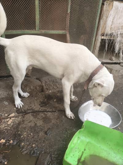 bully gultair home breed