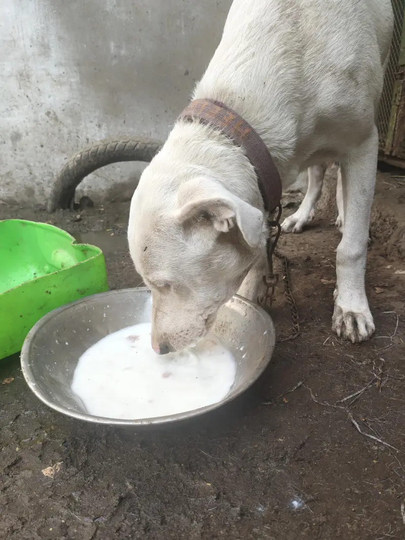 bully gultair home breed — photo 2