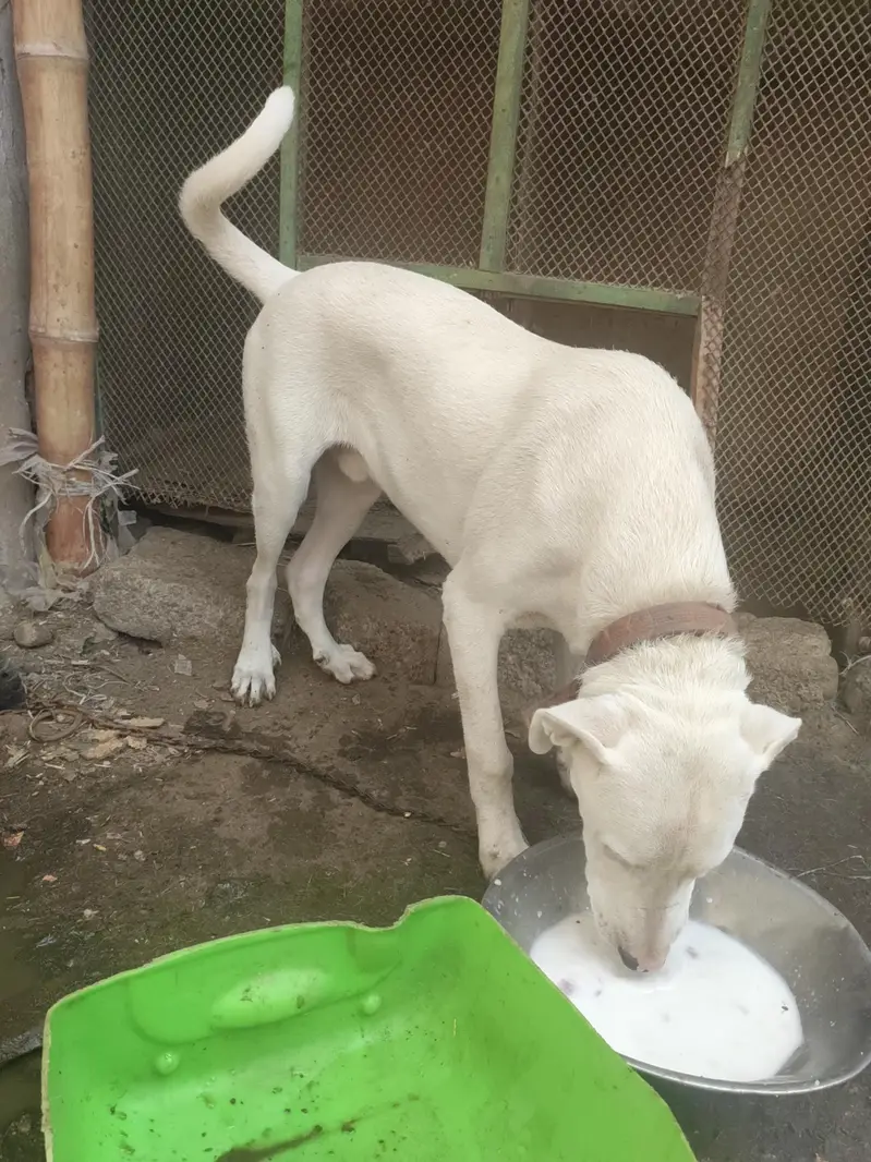bully gultair home breed — photo 3