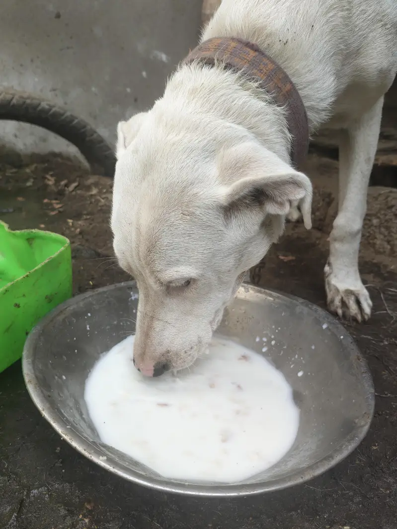 bully gultair home breed — photo 4