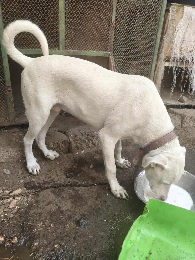 bully gultair home breed — photo 5