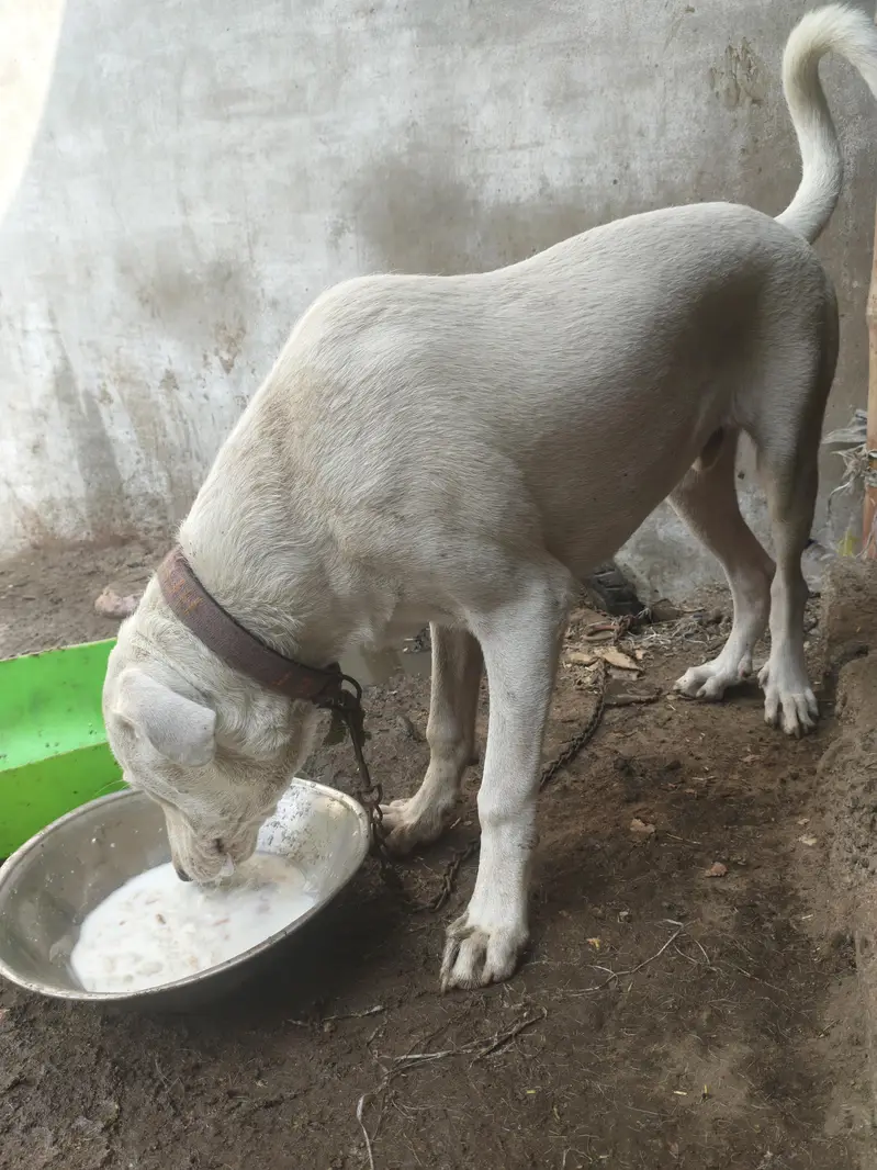 bully gultair home breed — photo 6