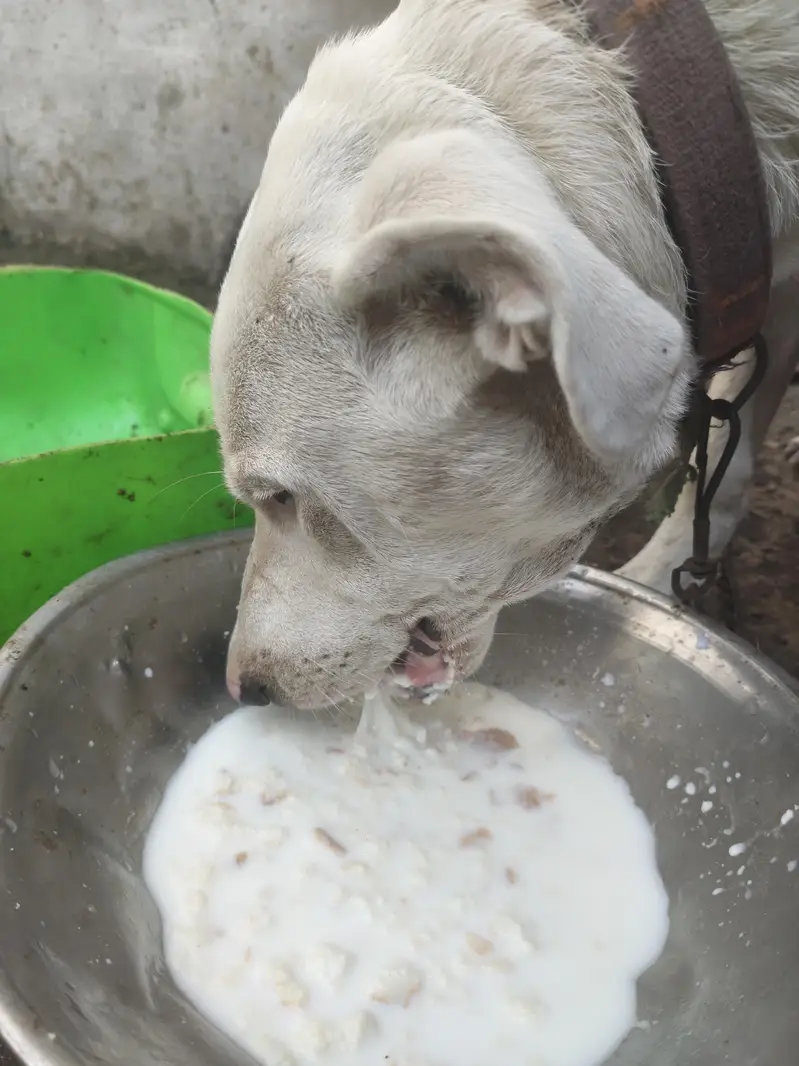 bully gultair home breed — photo 7