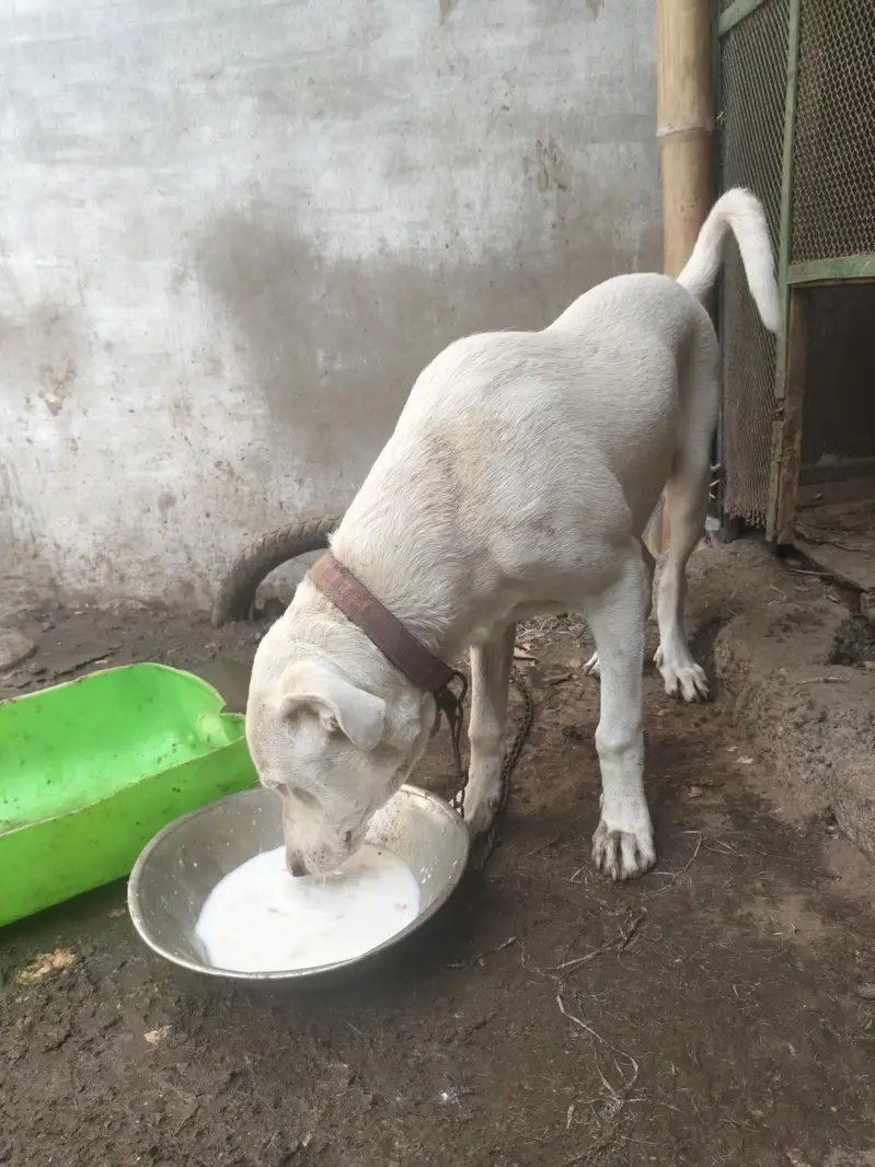 bully gultair home breed — photo 8